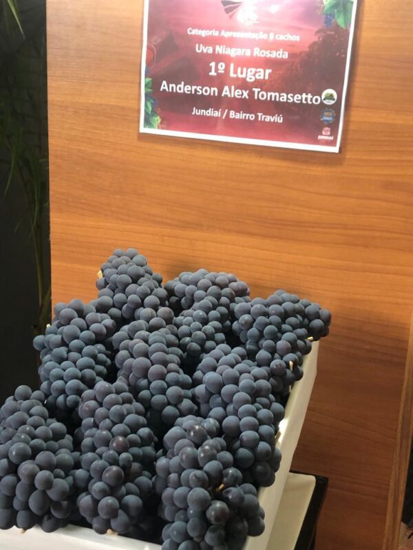 Exposição de uvas premiadas na região