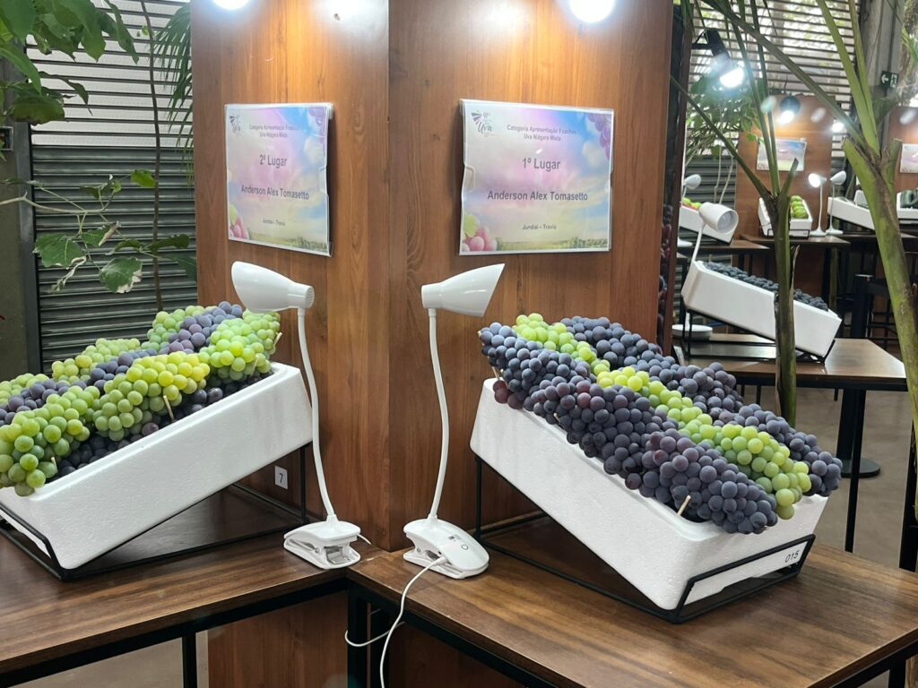 Uvas premiadas na Festa da Uva