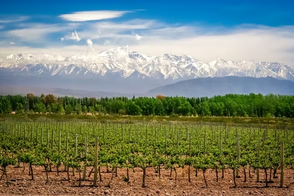 O que fazer em Mendoza: tour de vinhedos e adegas