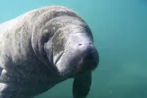 Rota Ecológica dos Milagres: Associação Peixe-Boi