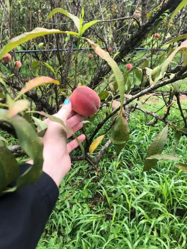 Colhe e Pague de pêssego na Fazenda Michelin