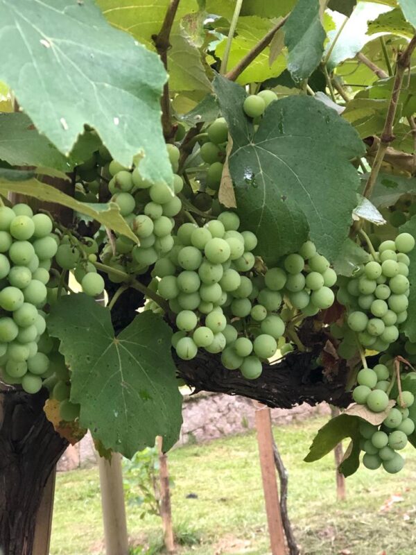 Plantação de uva na Vinícola Castanho