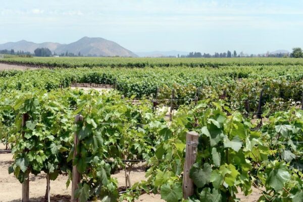Vinícolas em Santiago: vinhedos Concha y Toro