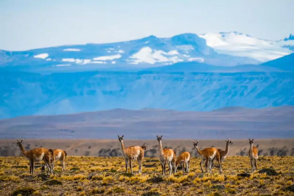 Safari em El Calafate