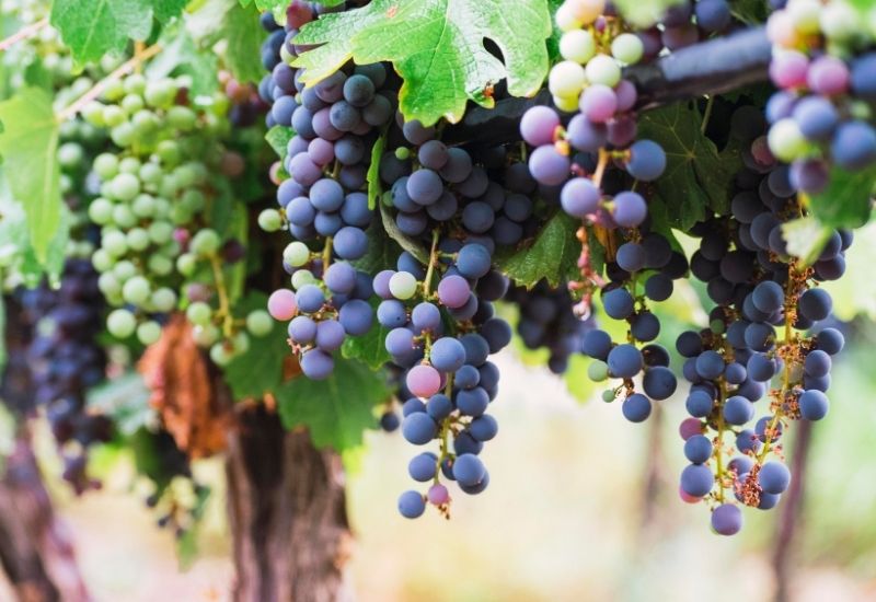 Vinhedos em Mendoza, na Argentina